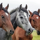 Horseriding