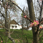 2025.03.29. Gyümölcsoltó és Tavaszváró nap