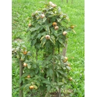 Fruit growing program